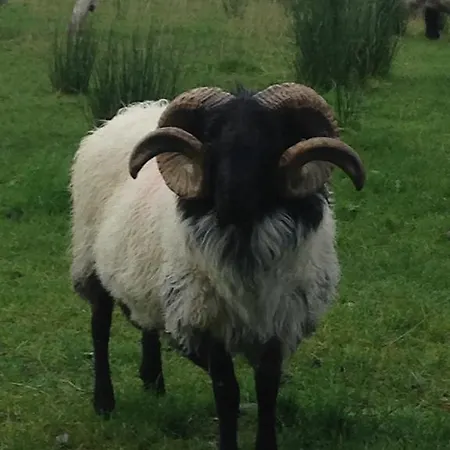 Nyaraló Farm Cleggan